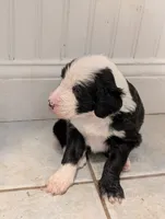 Woodstock, a male Sheepadoodle for sale in Endicott, NY – 1 of 2
