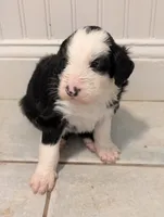 Charlie Brown, a male Sheepadoodle for sale in Endicott, NY – 2 of 8