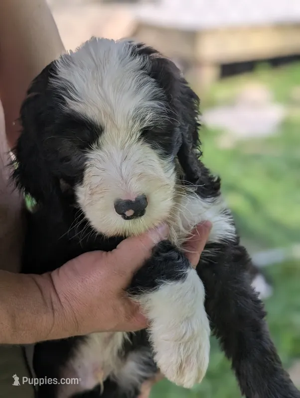 Woodstock – Sheepadoodle puppy for sale in Endicott, NY