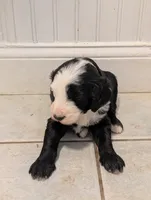 Lucy, a female Sheepadoodle for sale in Endicott, NY – 2 of 5