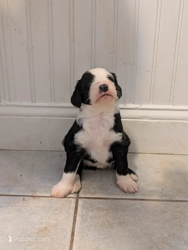 Peppermint Patty – Sheepadoodle puppy for sale in Endicott, NY