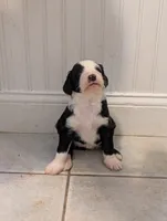 Peppermint Patty, a female Sheepadoodle for sale in Endicott, NY – 1 of 3