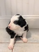 Charlie Brown, a male Sheepadoodle for sale in Endicott, NY – 4 of 8