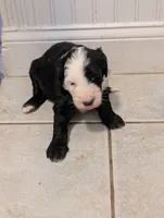Lucy, a female Sheepadoodle for sale in Endicott, NY – 3 of 5