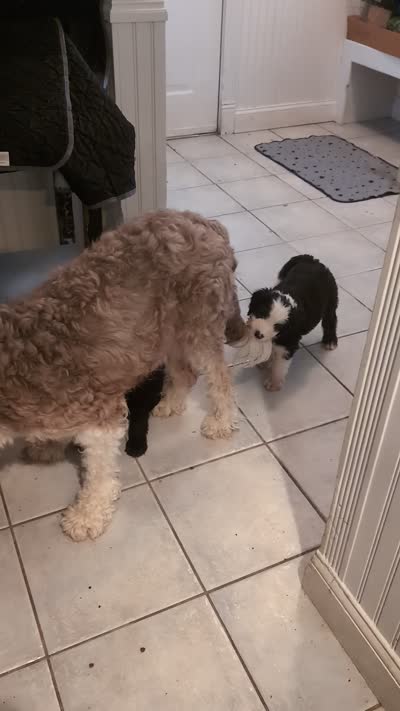 Charlie Brown, a male Sheepadoodle for sale in Endicott, NY – 8 of 8