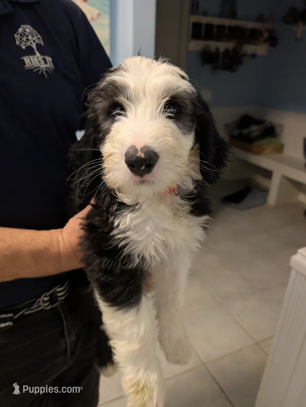Peppermint Patty – Sheepadoodle puppy for sale in Endicott, NY