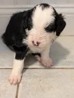 Charlie Brown, a male Sheepadoodle for sale in Endicott, NY – 3 of 8