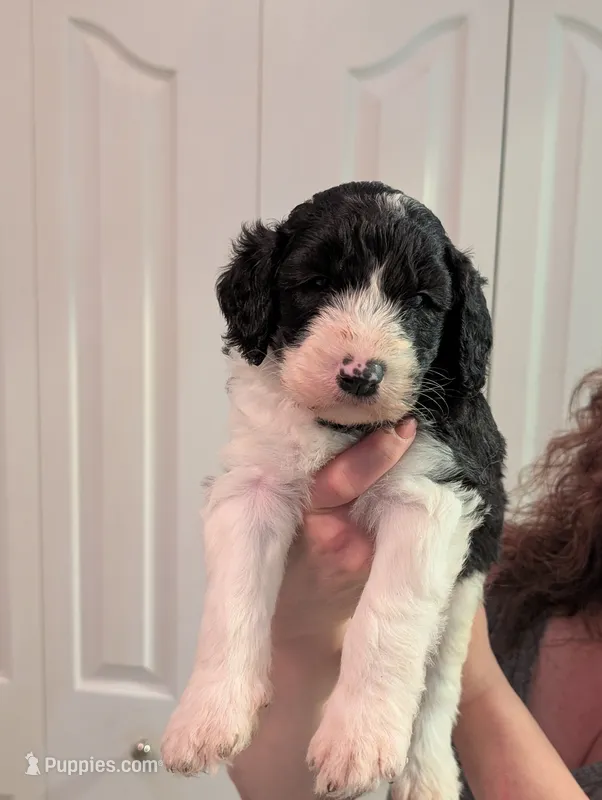 Linus – Sheepadoodle puppy for sale in Endicott, NY