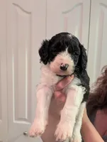Linus, a male Sheepadoodle for sale in Endicott, NY – 1 of 3