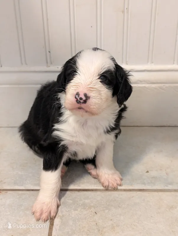 Charlie Brown – Sheepadoodle puppy for sale in Endicott, NY