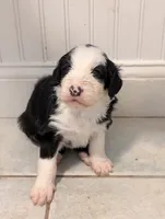 Charlie Brown, a male Sheepadoodle for sale in Endicott, NY – 1 of 8