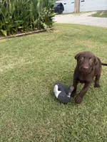 Ruby, a female Labrador Retriever for sale in Oklahoma City, OK – 5 of 9