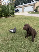Ruby, a female Labrador Retriever for sale in Oklahoma City, OK – 4 of 9