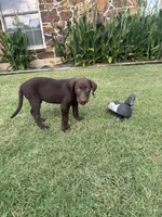 Princess, a female Labrador Retriever for sale in Oklahoma City, OK – 5 of 5