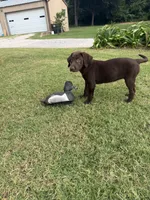 Ruby, a female Labrador Retriever for sale in Oklahoma City, OK – 8 of 9