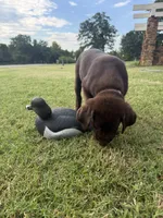 Ruby, a female Labrador Retriever for sale in Oklahoma City, OK – 7 of 9