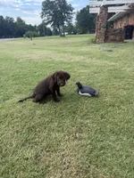 Ruby, a female Labrador Retriever for sale in Oklahoma City, OK – 9 of 9