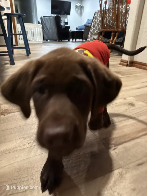 Princess – Labrador Retriever puppy for sale in Oklahoma City, OK