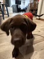 Princess, a female Labrador Retriever for sale in Oklahoma City, OK – 1 of 5