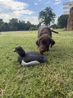 Ruby, a female Labrador Retriever for sale in Oklahoma City, OK – 3 of 9
