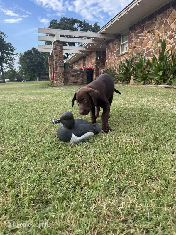 Ruby – Labrador Retriever puppy for sale in Oklahoma City, OK