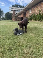 Ruby, a female Labrador Retriever for sale in Oklahoma City, OK – 1 of 9