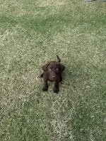 Ruby, a female Labrador Retriever for sale in Oklahoma City, OK – 6 of 9