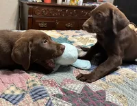 Princess, a female Labrador Retriever for sale in Oklahoma City, OK – 2 of 5