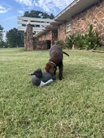 Ruby, a female Labrador Retriever for sale in Oklahoma City, OK – 2 of 9
