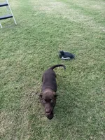 Princess, a female Labrador Retriever for sale in Oklahoma City, OK – 4 of 5