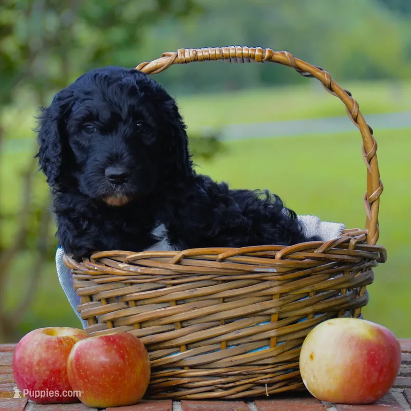Duke – Goldendoodle puppy for sale in Summerfield, NC