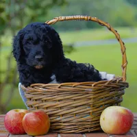 Duke, a male Goldendoodle for sale in Summerfield, NC – 1 of 1