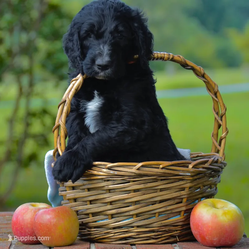 Orange – Goldendoodle puppy for sale in Summerfield, NC