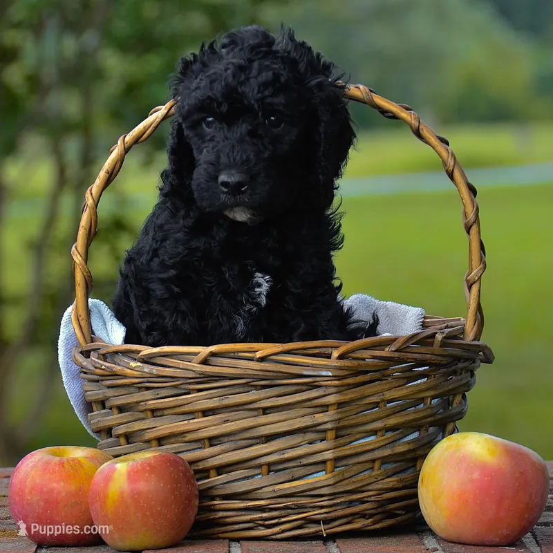 Yellow – Goldendoodle puppy for sale in Summerfield, NC