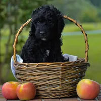 Yellow, a male Goldendoodle for sale in Summerfield, NC – 1 of 1
