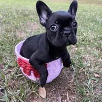Cleo, a female Frenchton for sale in Lutz, FL – Photo 2 of 2