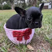 Cleo, a female Frenchton for sale in Lutz, FL – Photo 1 of 2