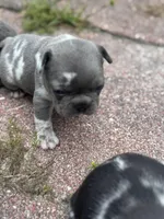 Chuky, a male Frenchton for sale in Lutz, FL – Photo 2 of 4