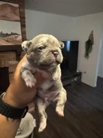 Chuky, a male Frenchton for sale in Lutz, FL – Photo 4 of 4