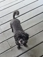 Annie, a female Poodle - Toy  for sale in Neosho, MO – 5 of 7