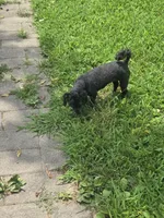 Annie, a female Poodle - Toy  for sale in Neosho, MO – 6 of 7