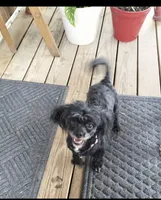 Annie, a female Poodle - Toy  for sale in Neosho, MO – 2 of 7