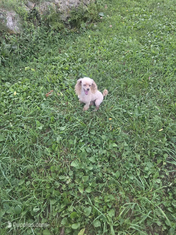 Abby – Poodle - Toy  puppy for sale in Neosho, MO