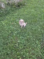 Abby, a female Poodle - Toy  for sale in Neosho, MO – 1 of 5