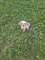 Abby, a female Poodle - Toy  for sale in Neosho, MO – 3 of 5