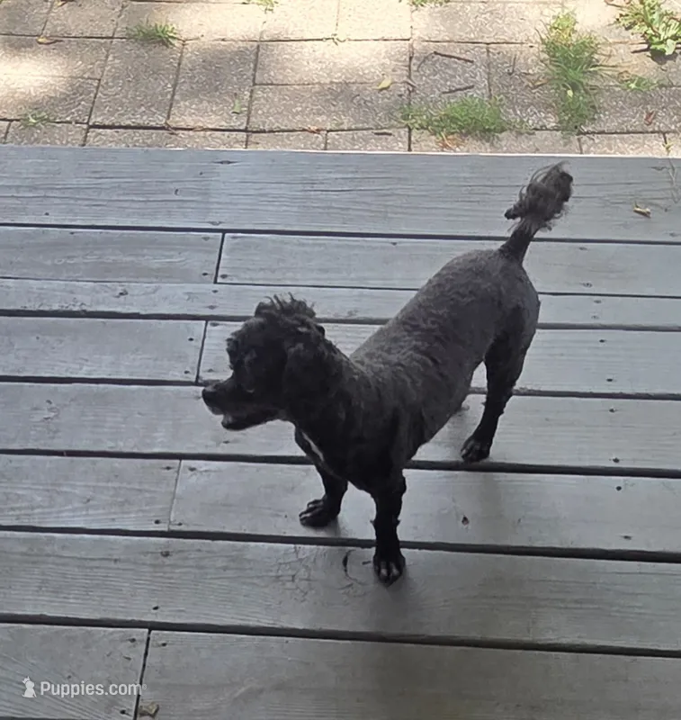 Annie – Poodle - Toy  puppy for sale in Neosho, MO