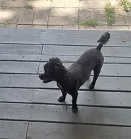 Annie, a female Poodle - Toy  for sale in Neosho, MO – 1 of 7