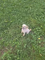 Abby, a female Poodle - Toy  for sale in Neosho, MO – 4 of 5