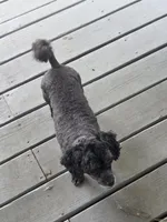 Annie, a female Poodle - Toy  for sale in Neosho, MO – 4 of 7