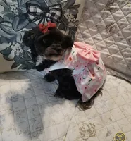 Annie, a female Poodle - Toy  for sale in Neosho, MO – 3 of 7
